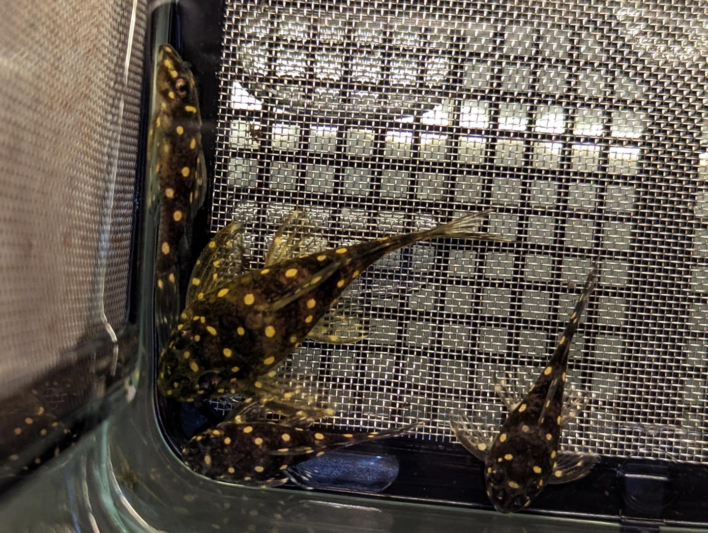 buy-l201-orinoco-angel-pleco-online-in-australia-point-pleco-aquariums